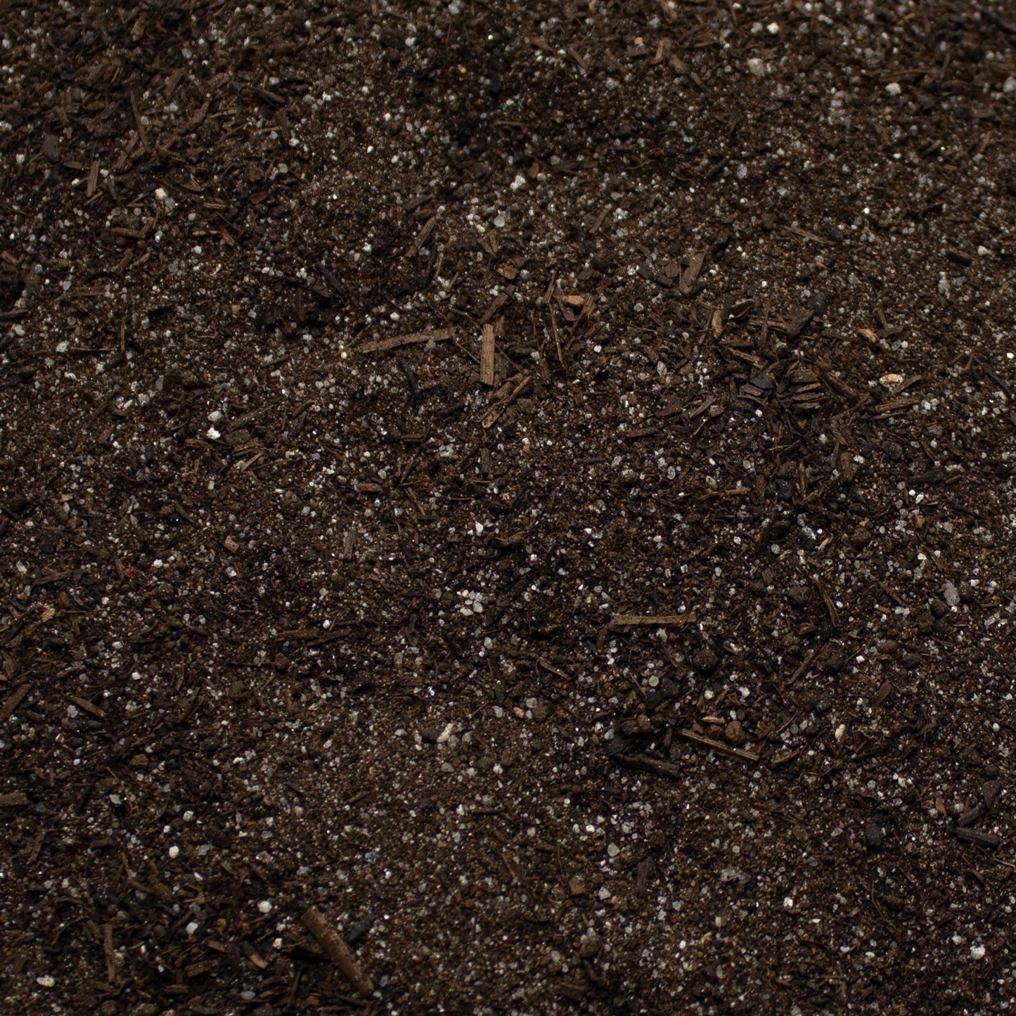 Base Ready Forest Path