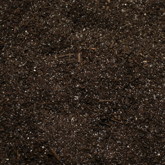 Base Ready Forest Path