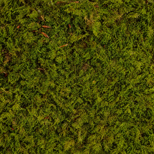 Tree Canopy tree foliage sheets, close-up