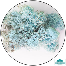 Lichen - Reindeer Moss (Icelandic Moss) Aquamarine - Lichen - Geek Gaming Scenics - Geek Gaming Scenics