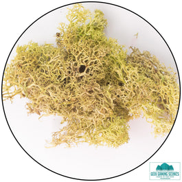 Lichen - Reindeer Moss (Icelandic Moss) Old Green - Lichen - Geek Gaming Scenics - Geek Gaming Scenics